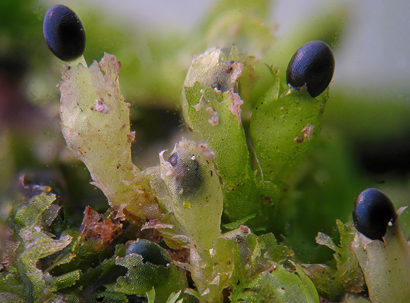 Lophocolea sp.